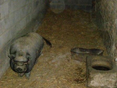 COCHON NOIR