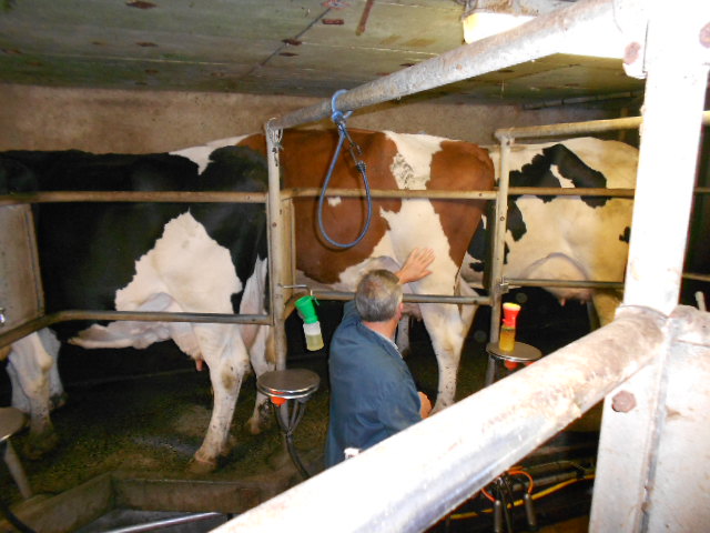 TRAITE DES VACHES