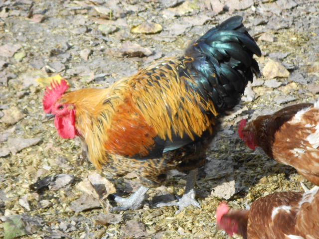 LE COQ