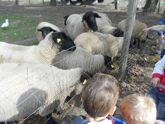MOUTONS